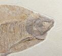Superb Phareodus Fish Fossil - Wyoming #12658-1